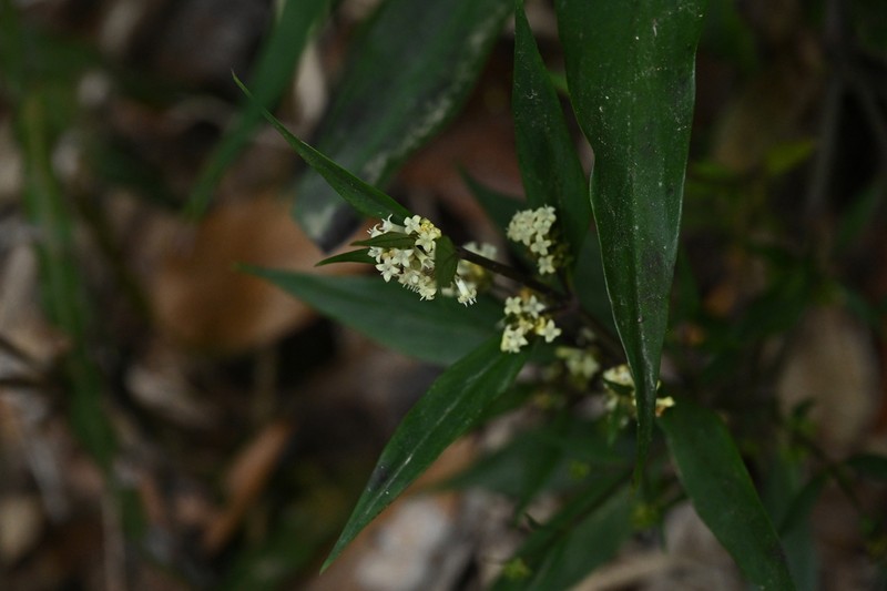 Hedyotis interrupta photo 4