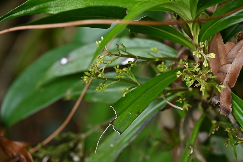 Hedyotis interrupta photo 5