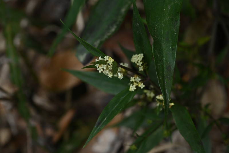 Hedyotis interrupta photo 6
