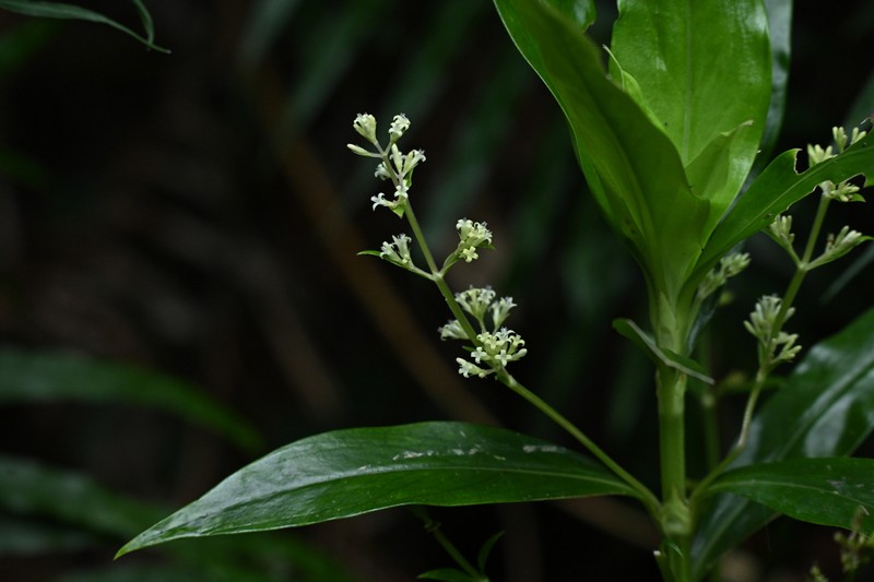 Hedyotis interrupta photo 7