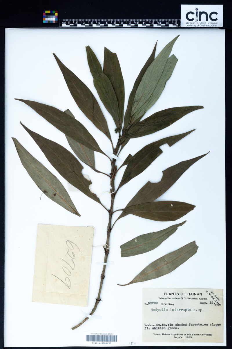 Hedyotis interrupta photo 8