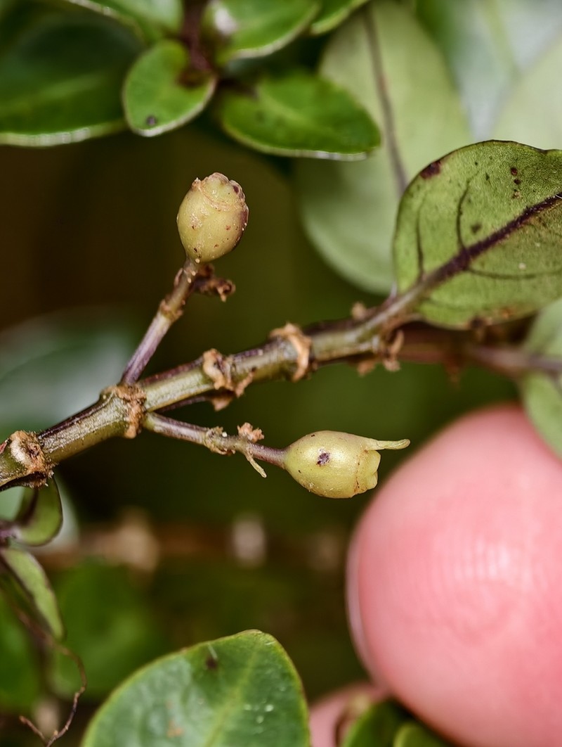 Hedyotis lallanii