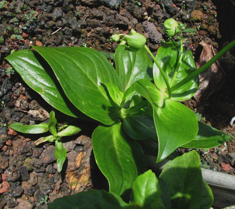 Napali Beach Starviolet