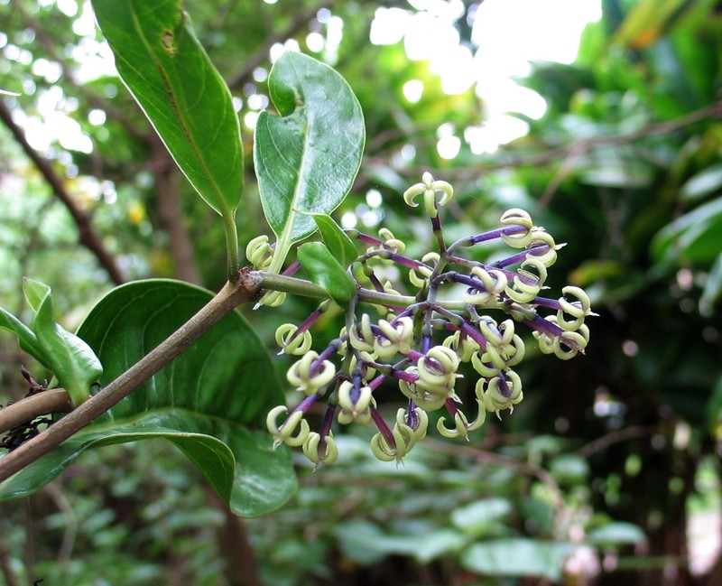 Variable Starviolet photo 3