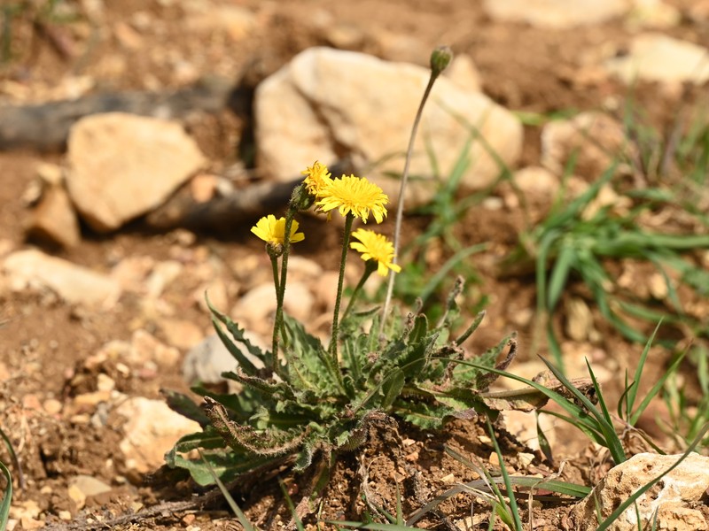 Cretanweed photo 4