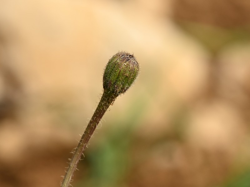 Cretanweed photo 5