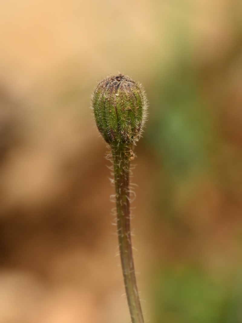 Cretanweed photo 2