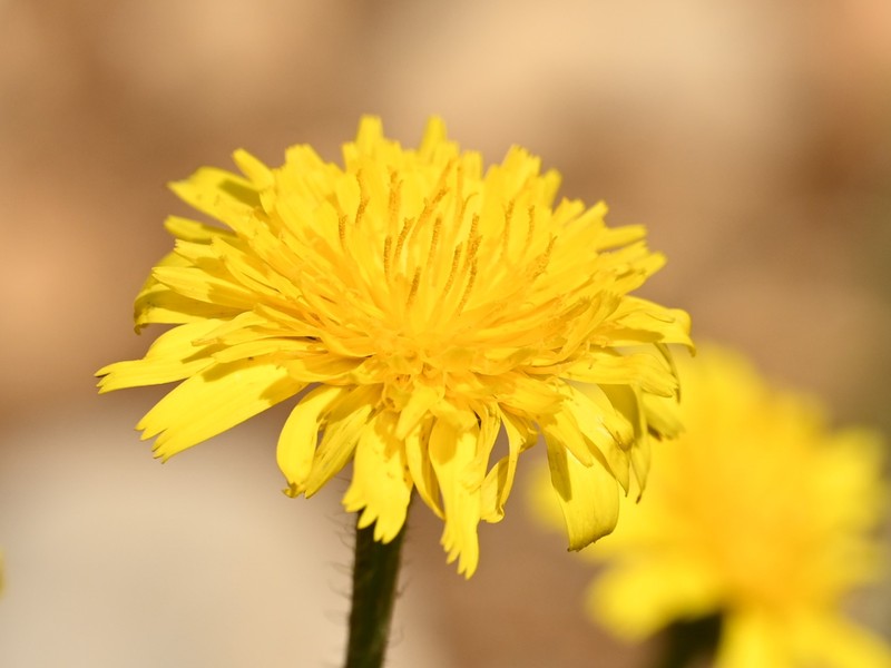 Cretanweed photo 3
