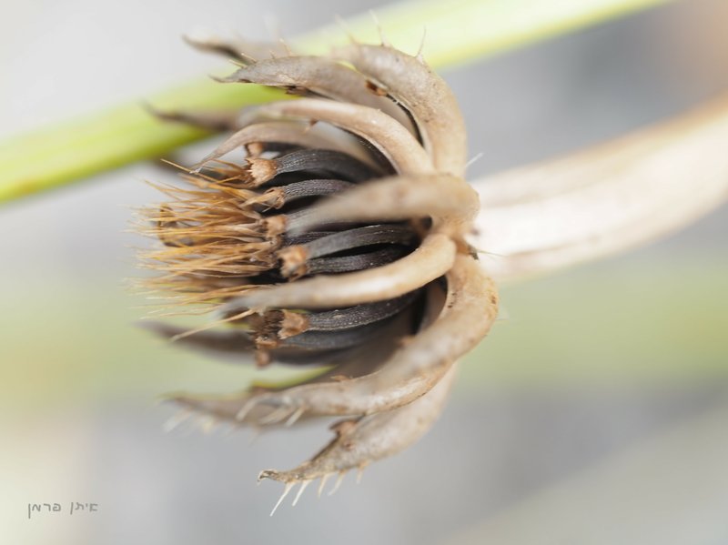Cretanweed photo 6