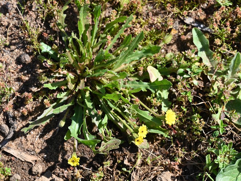 Cretanweed photo 7