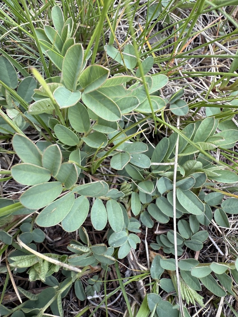 Alpine Sweetvetch