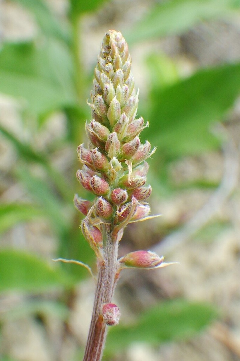 Alpine Sweetvetch photo 2