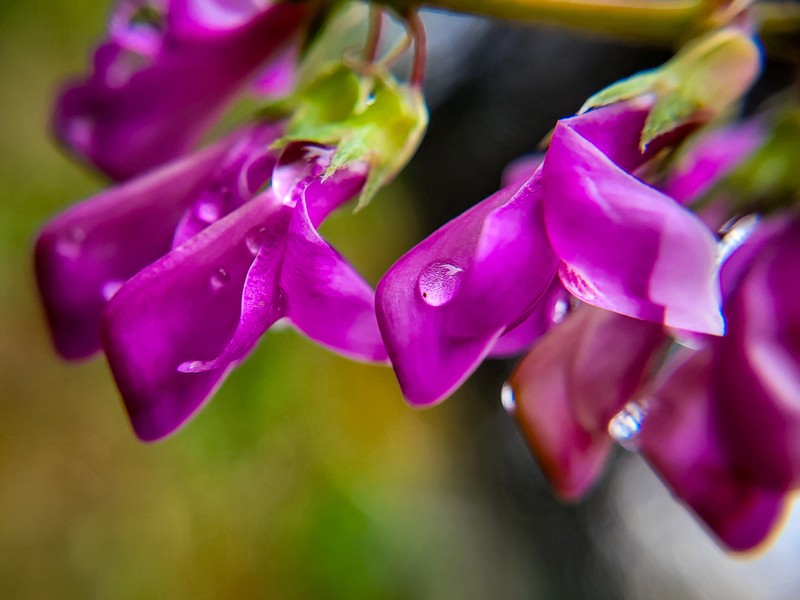 Alpine Sweetvetch photo 3