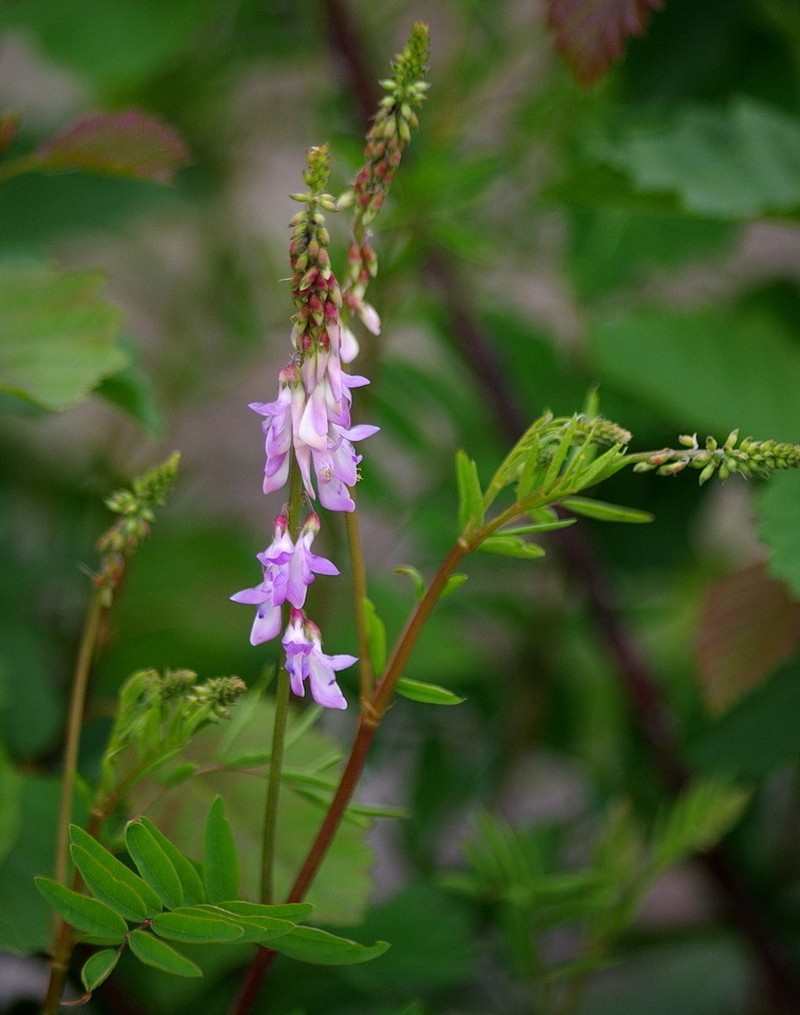 Alpine Sweetvetch photo 4