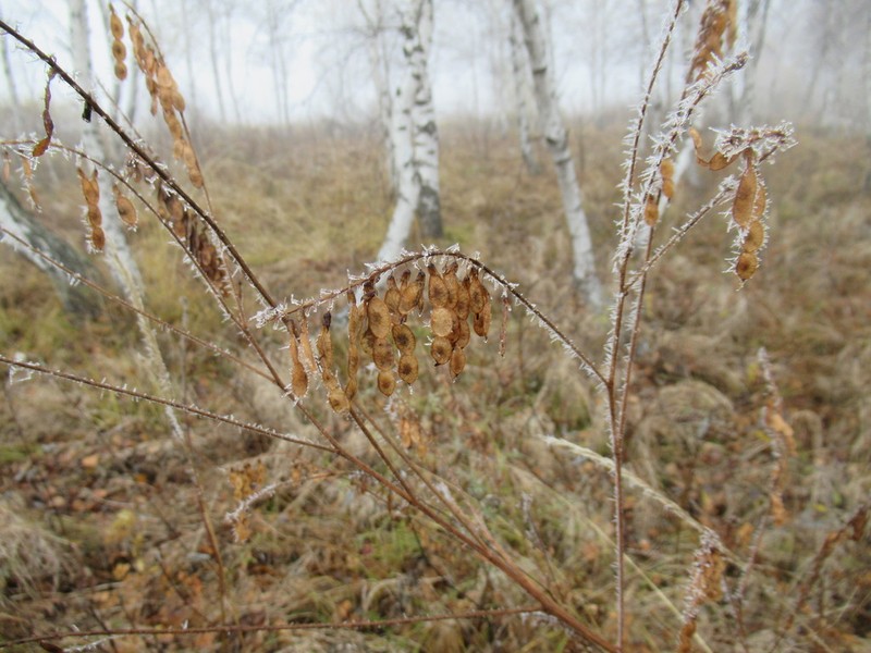 Alpine Sweetvetch photo 5
