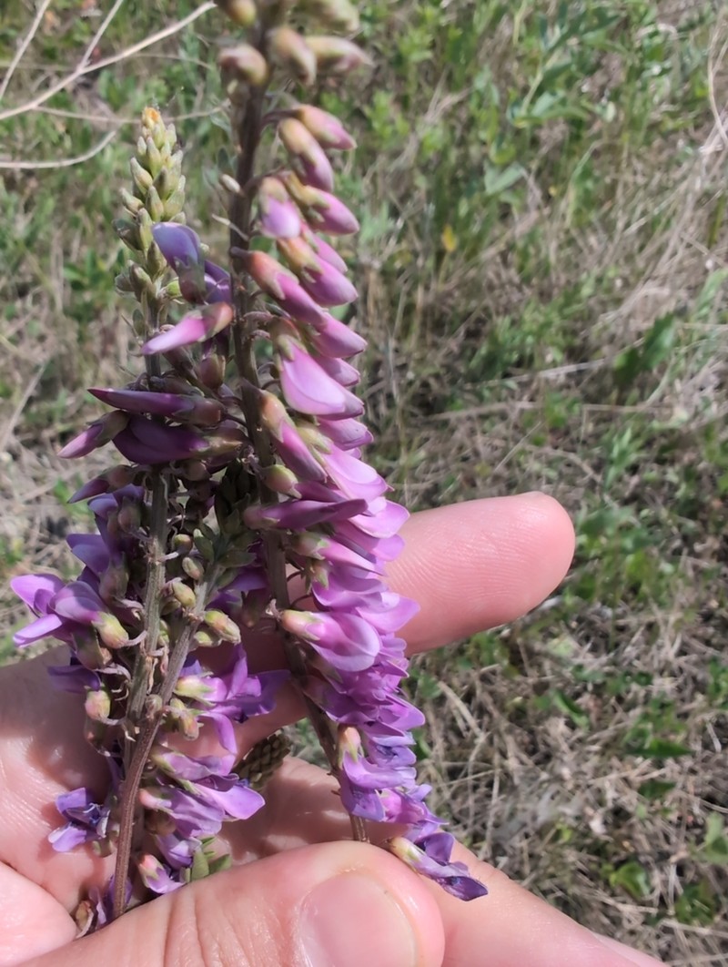 Alpine Sweetvetch photo 6