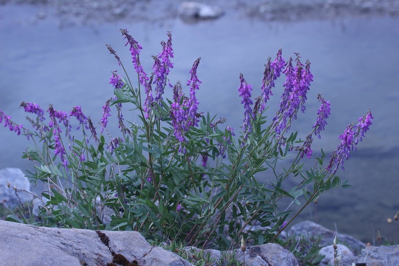 Alpine Sweetvetch photo 7