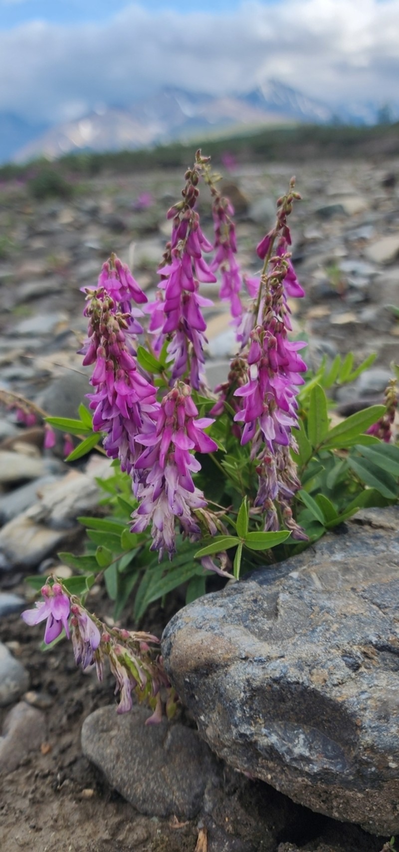 Alpine Sweetvetch photo 8
