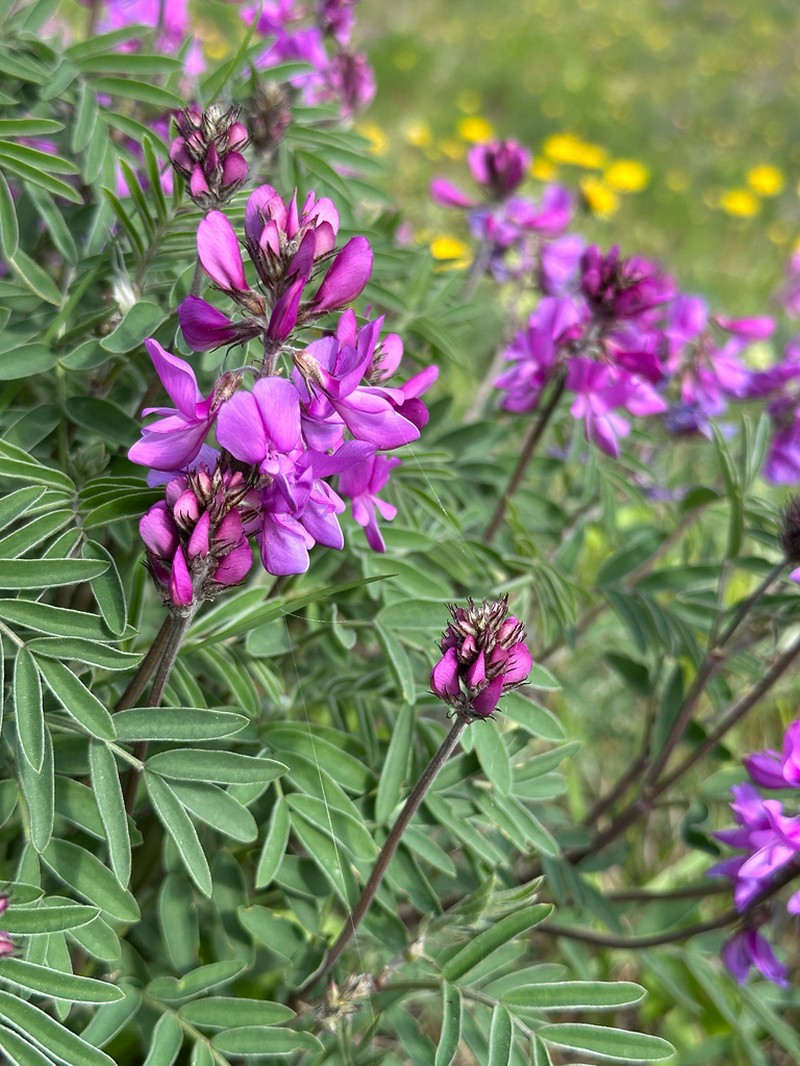 Utah Sweetvetch