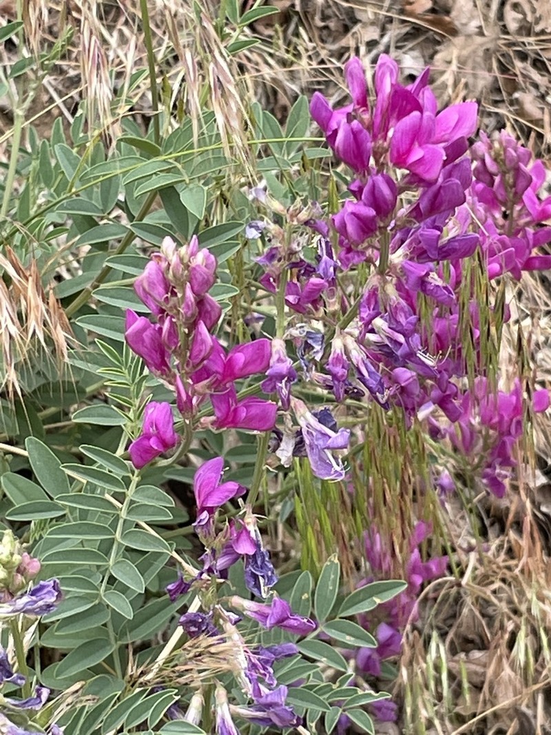 Utah Sweetvetch photo 2