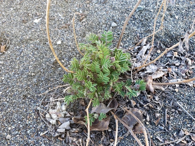 Utah Sweetvetch photo 3