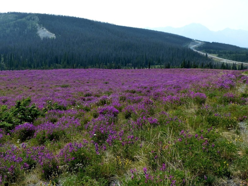 Utah Sweetvetch photo 4