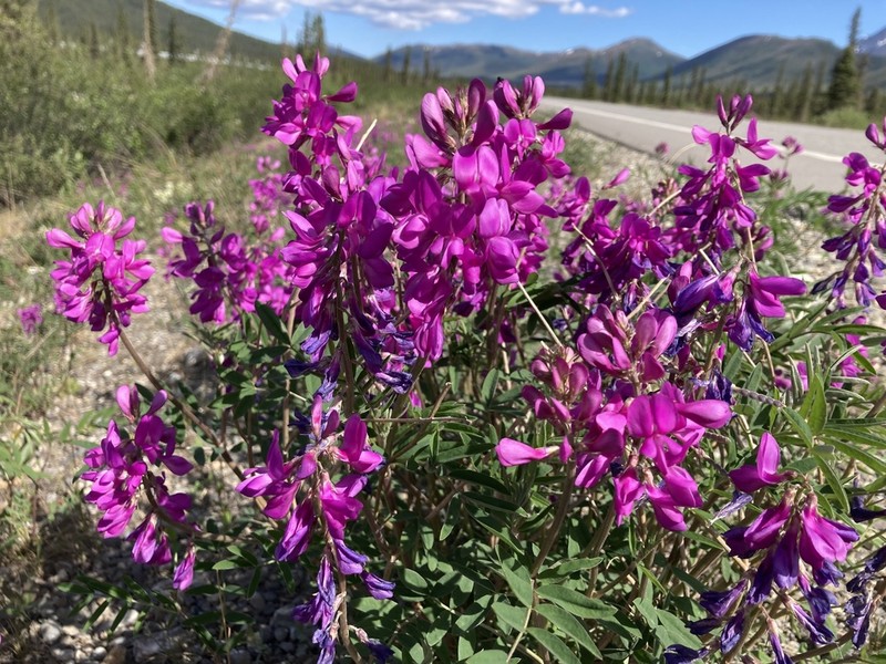 Utah Sweetvetch photo 5