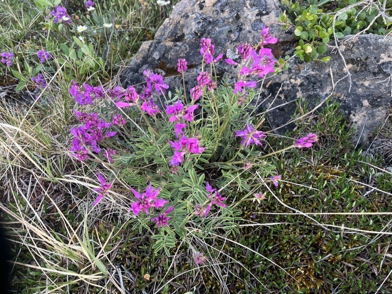 Utah Sweetvetch photo 6