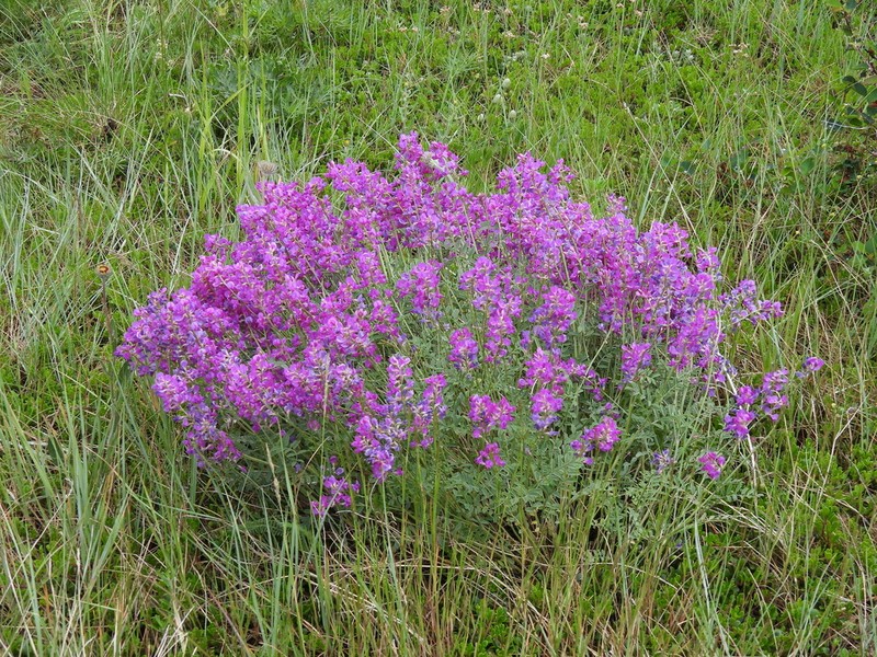 Utah Sweetvetch photo 7
