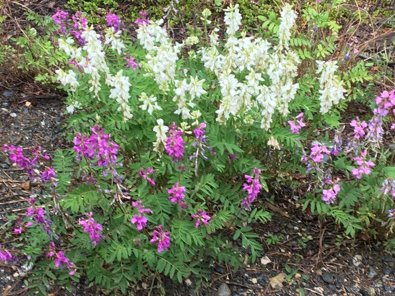 Utah Sweetvetch photo 8