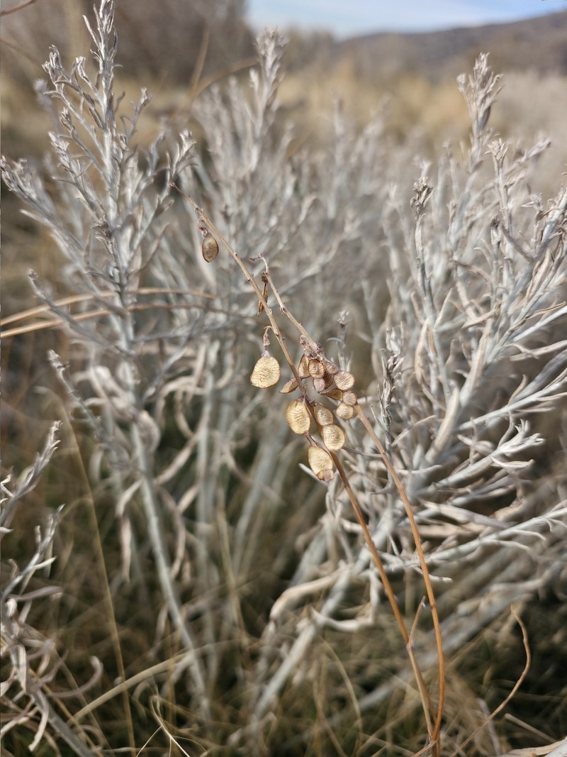 Hedysarum boreale subsp. boreale