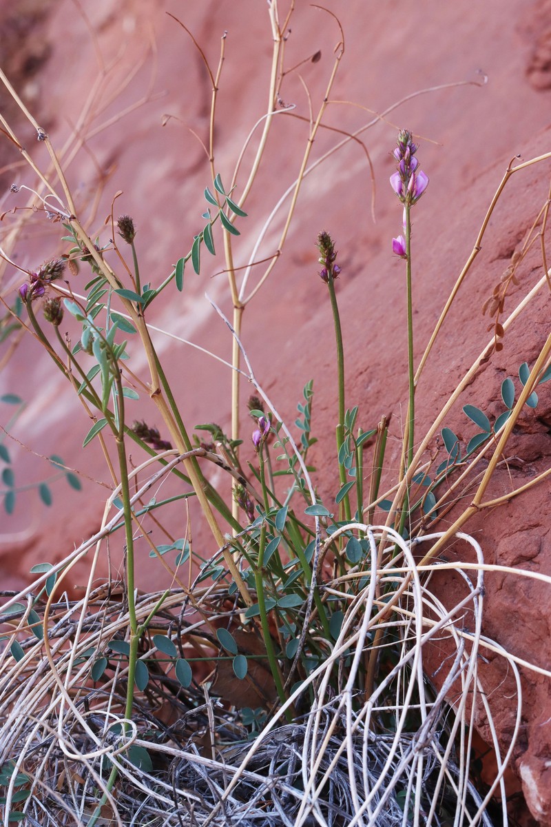 Hedysarum boreale subsp. boreale photo 2