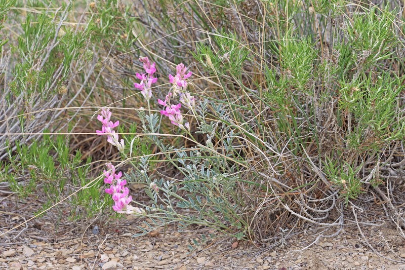 Hedysarum boreale subsp. boreale photo 3