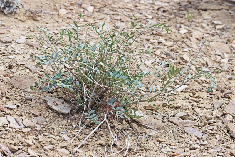Hedysarum boreale subsp. boreale photo 4