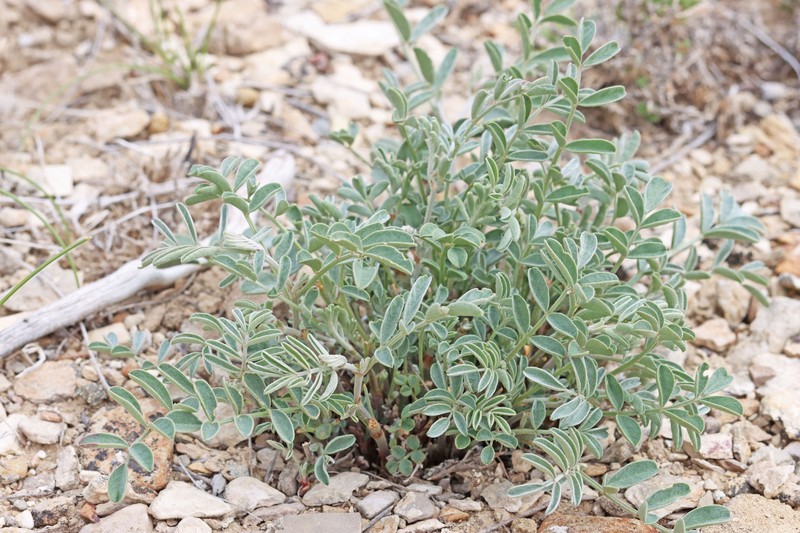 Hedysarum boreale subsp. boreale photo 5