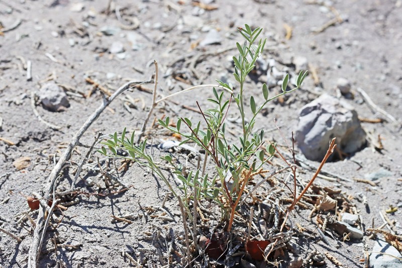Hedysarum boreale subsp. boreale photo 6