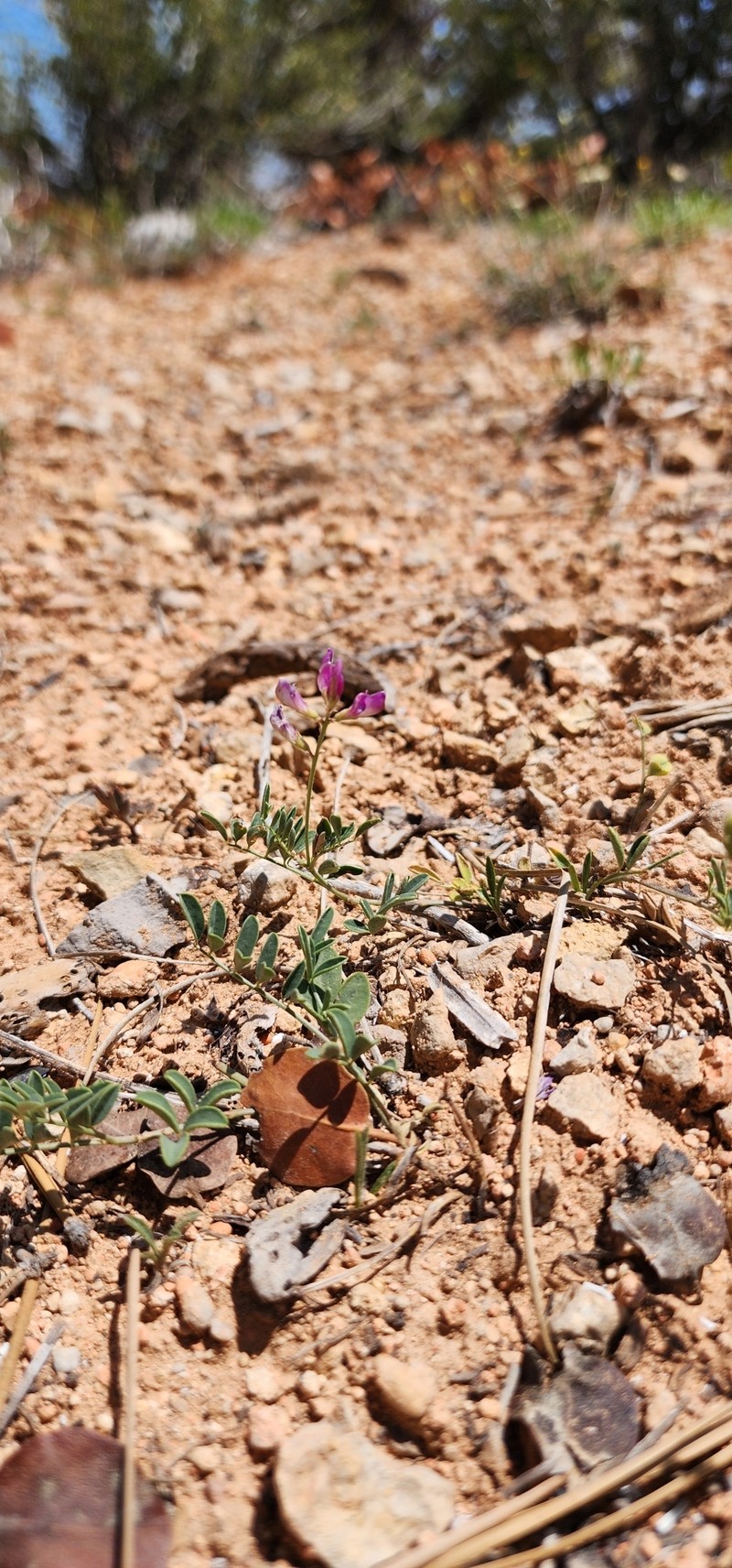 Hedysarum boreale subsp. boreale photo 7