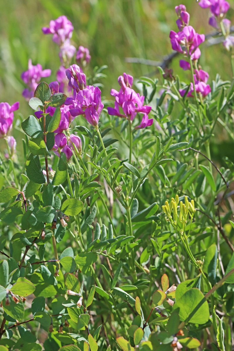 Hedysarum boreale subsp. boreale photo 8