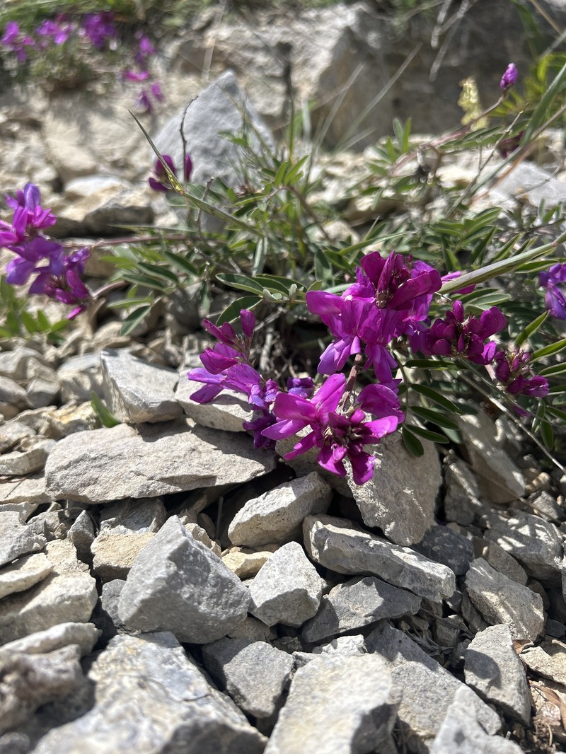 Hedysarum boreale subsp. mackenziei