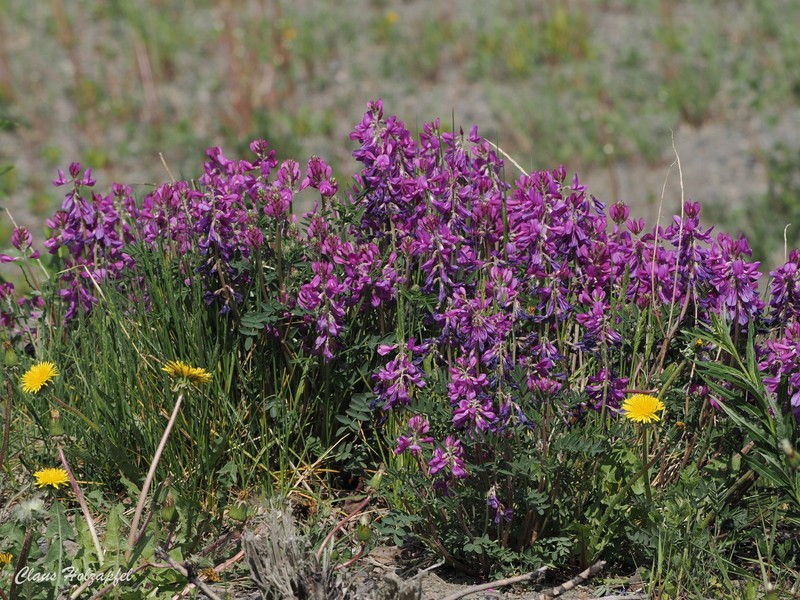 Hedysarum boreale subsp. mackenziei photo 2