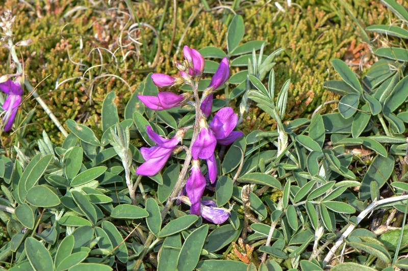 Hedysarum boreale subsp. mackenziei photo 3