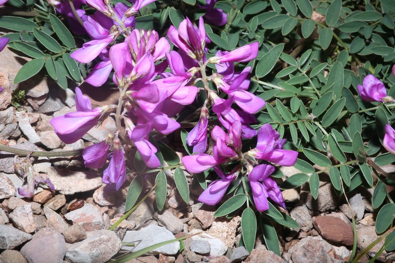 Hedysarum boreale subsp. mackenziei photo 4