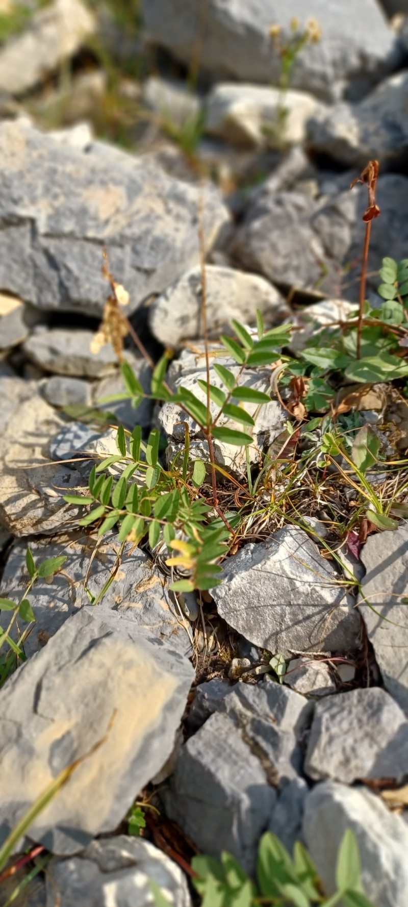 Hedysarum boreale subsp. mackenziei photo 5