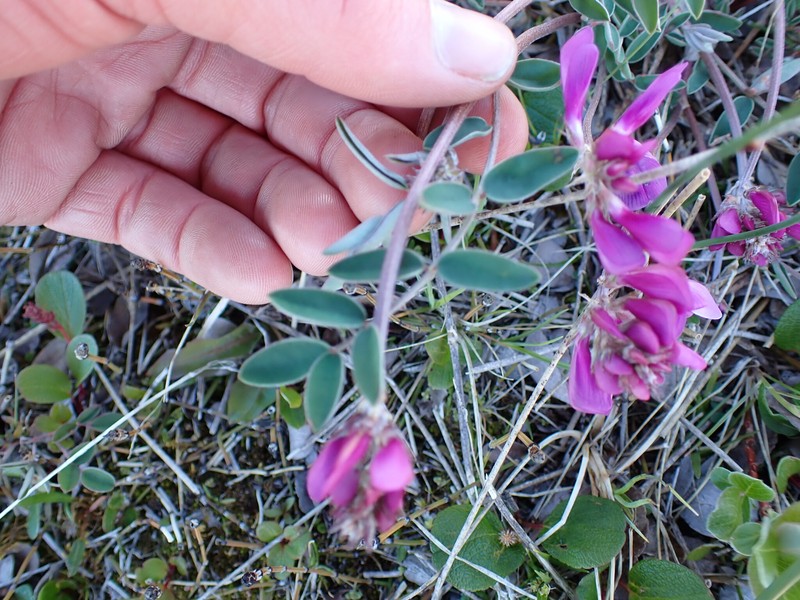 Hedysarum boreale subsp. mackenziei photo 6