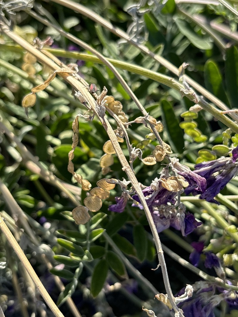Hedysarum boreale subsp. mackenziei photo 7