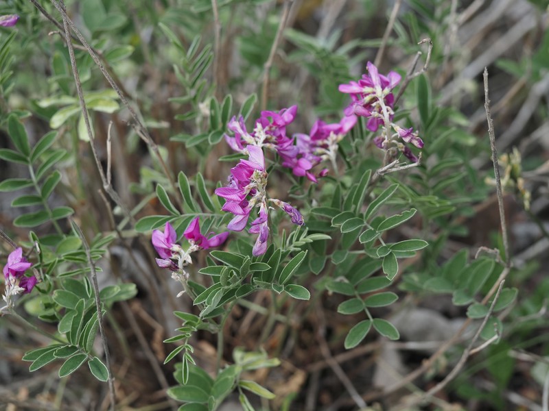 Hedysarum boreale subsp. mackenziei photo 8