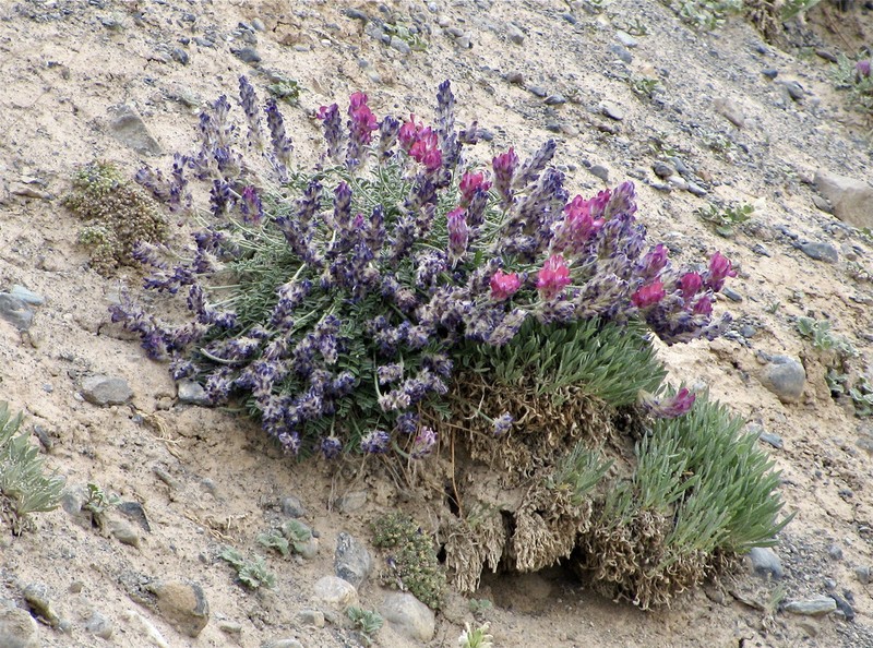 Hedysarum cumuschtanicum