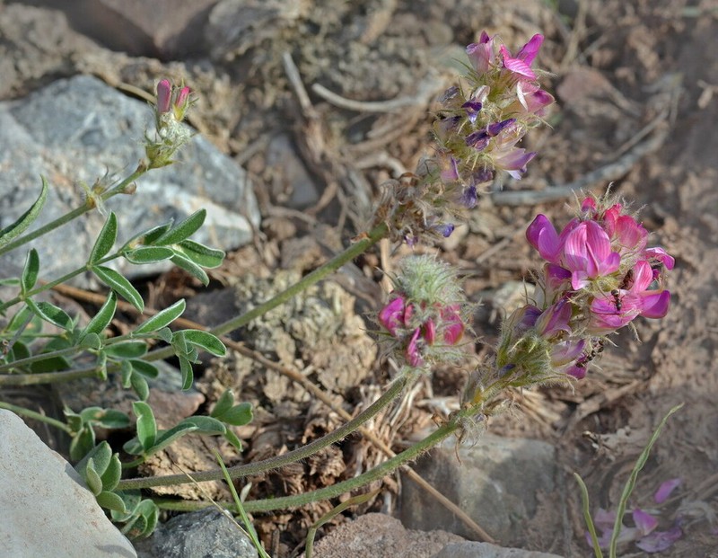 Hedysarum cumuschtanicum photo 2