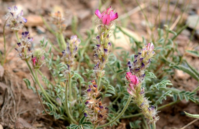 Hedysarum cumuschtanicum photo 3