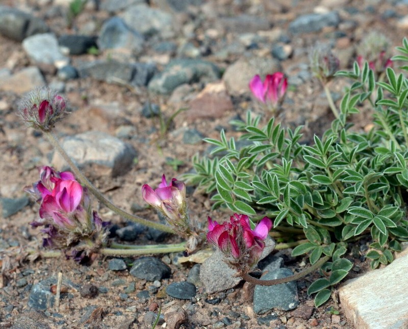 Hedysarum cumuschtanicum photo 4